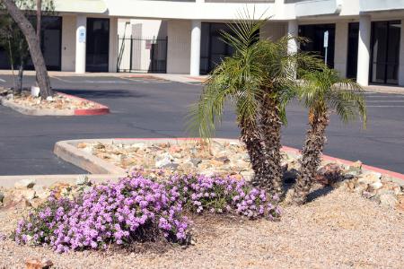 Xeriscaping