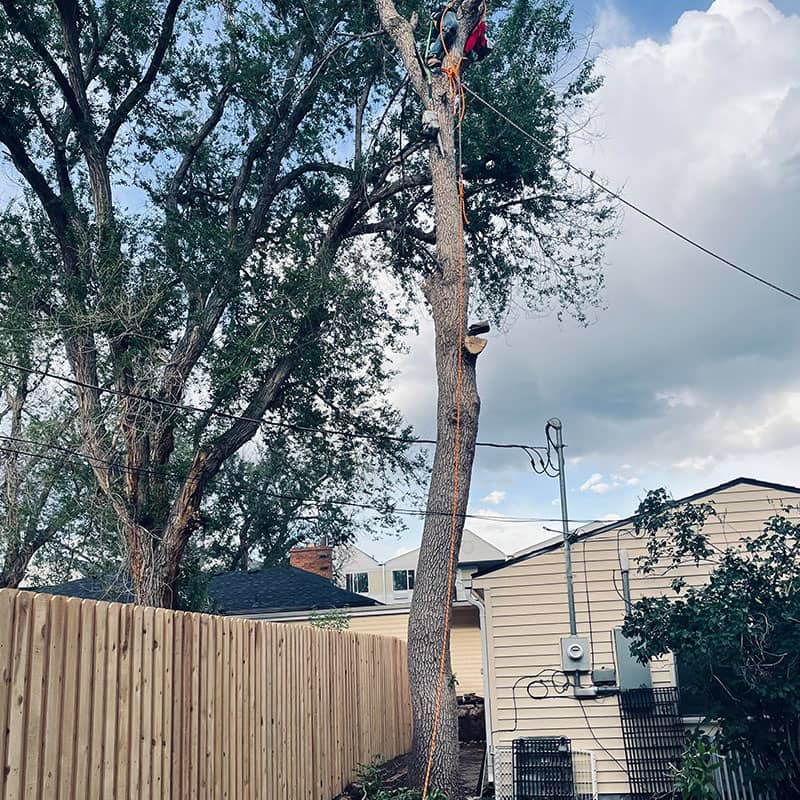 Tree Removal Image